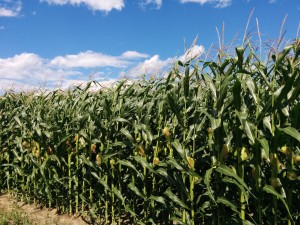 SCIRBI Berthierville Corn Fields